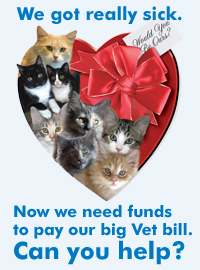 VD Fundraiser copy.jpg